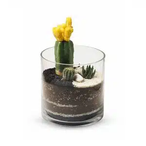 Terrario Tropical Violeta | 18 cm