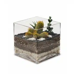 Terrario Tropical Luciana | 15cm