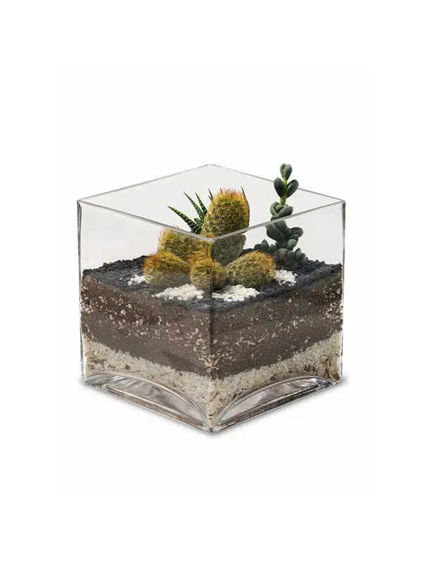 Terrario Tropical Luciana | 15cm