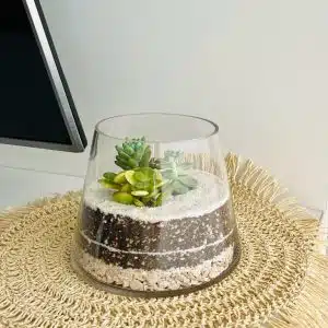 Alternative view of Terrario Tropical Amara | 15cm