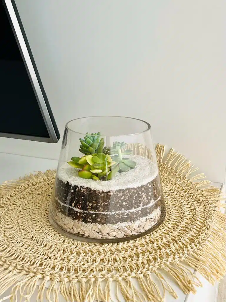 Terrario Tropical Amara | 15cm - Imagen 2