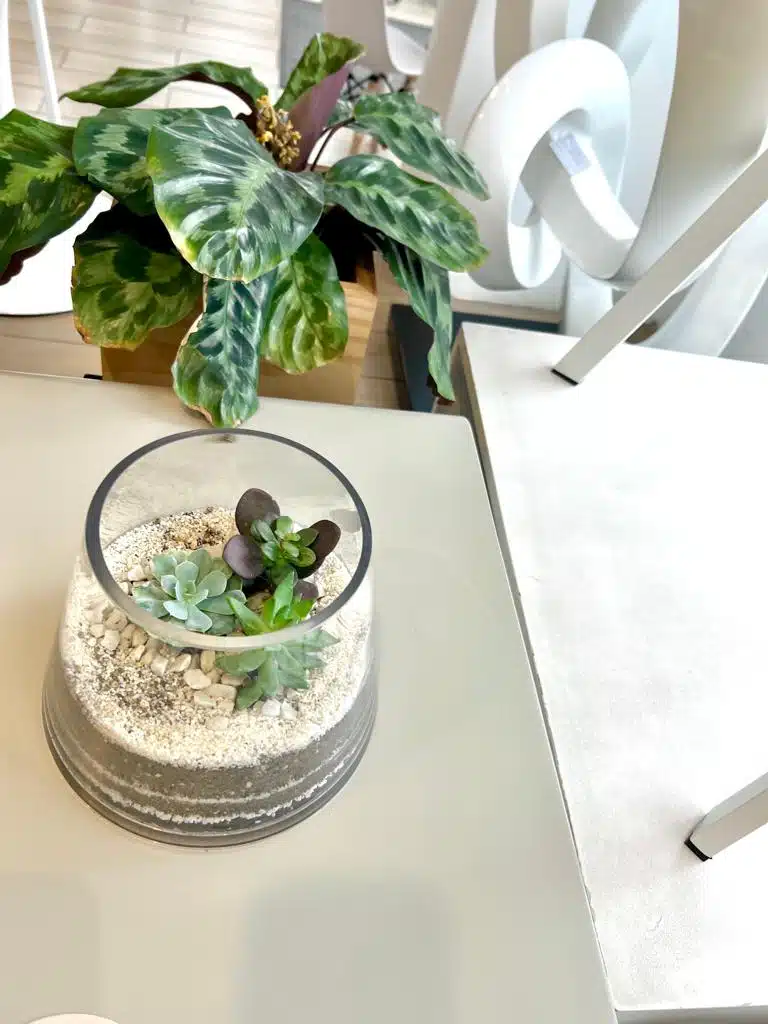 Terrario Tropical Amara | 15cm - Imagen 3