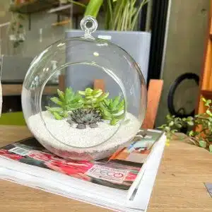 Alternative view of Terrario Tropical Berna Mediana | 14.5cm