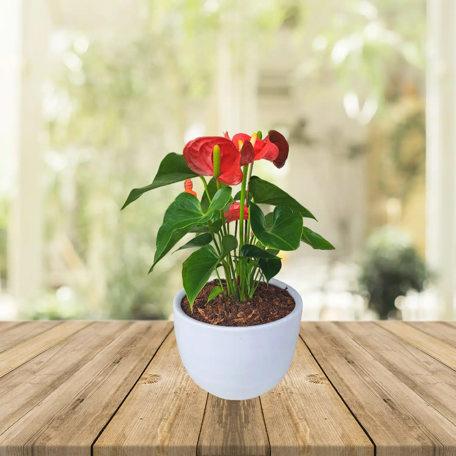 Anturio rojo | 30 cm - Imagen 2