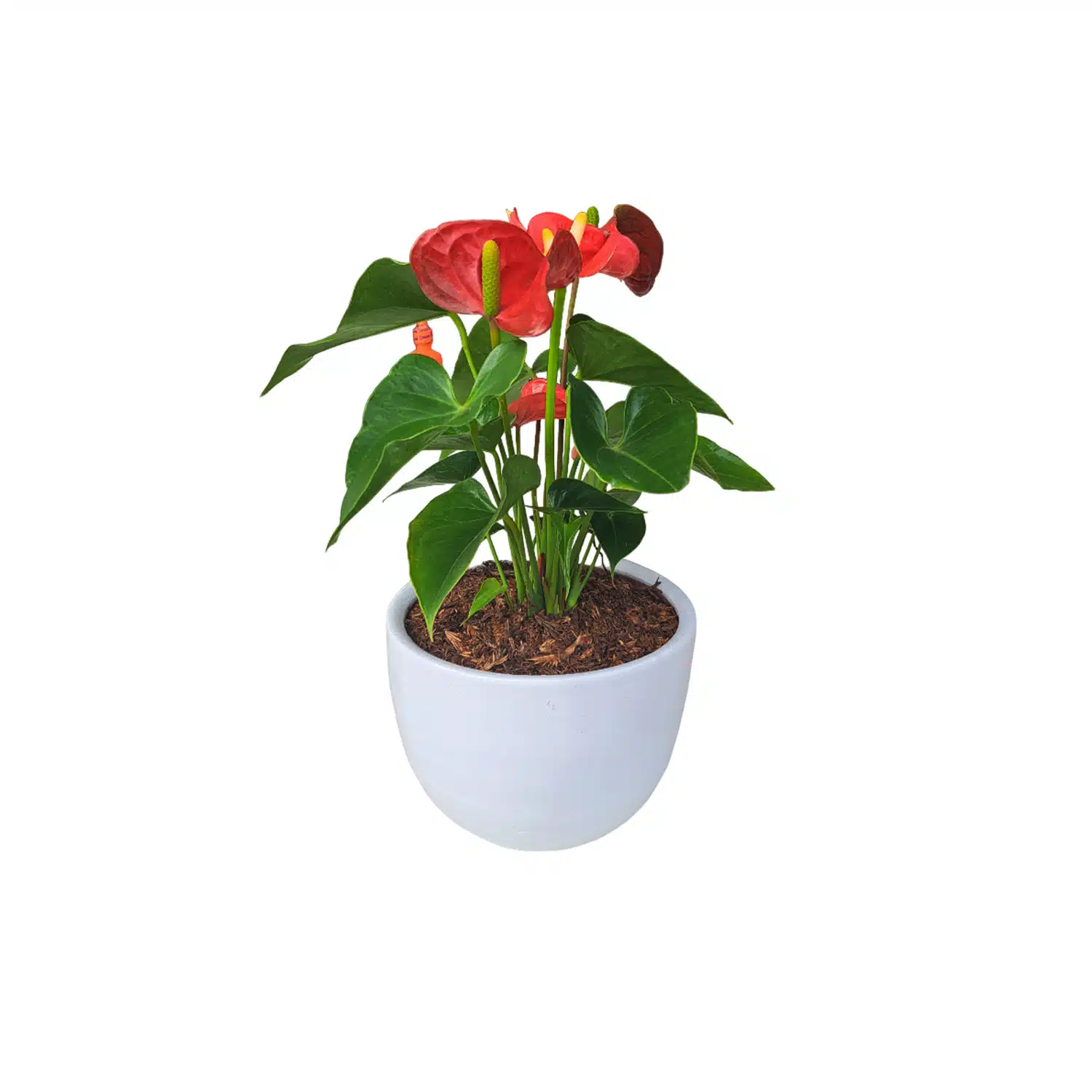 Anturio rojo | 30 cm