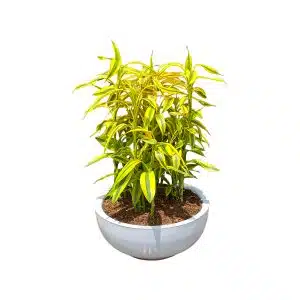 Lucky Bamboo | 50 cm