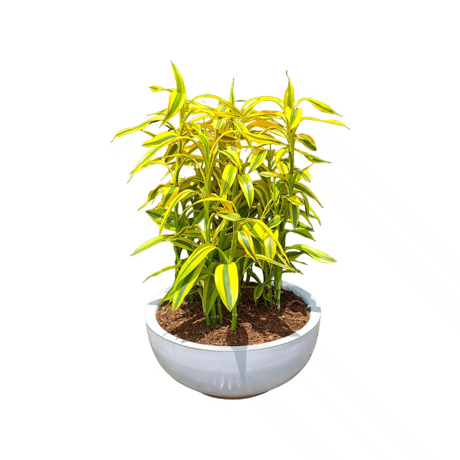Lucky Bamboo | 50 cm