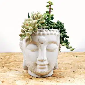 Maceta Buddha con suculentas |15cm
