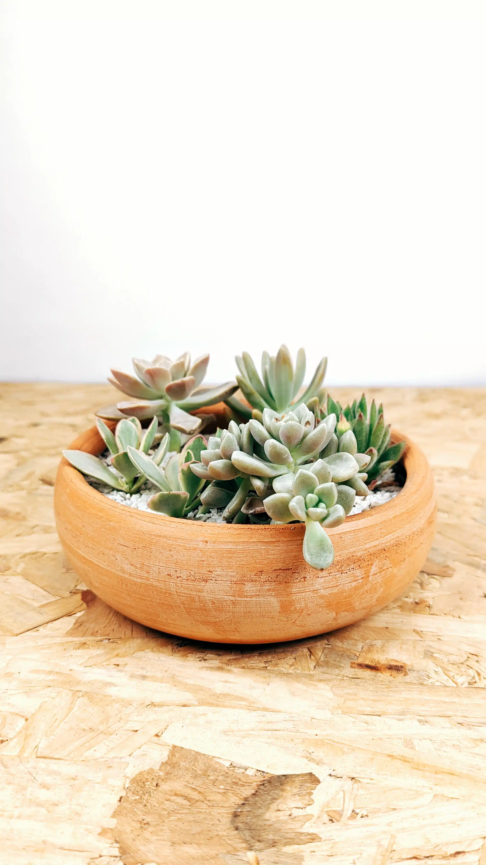 Jardín de suculentas | 20cm