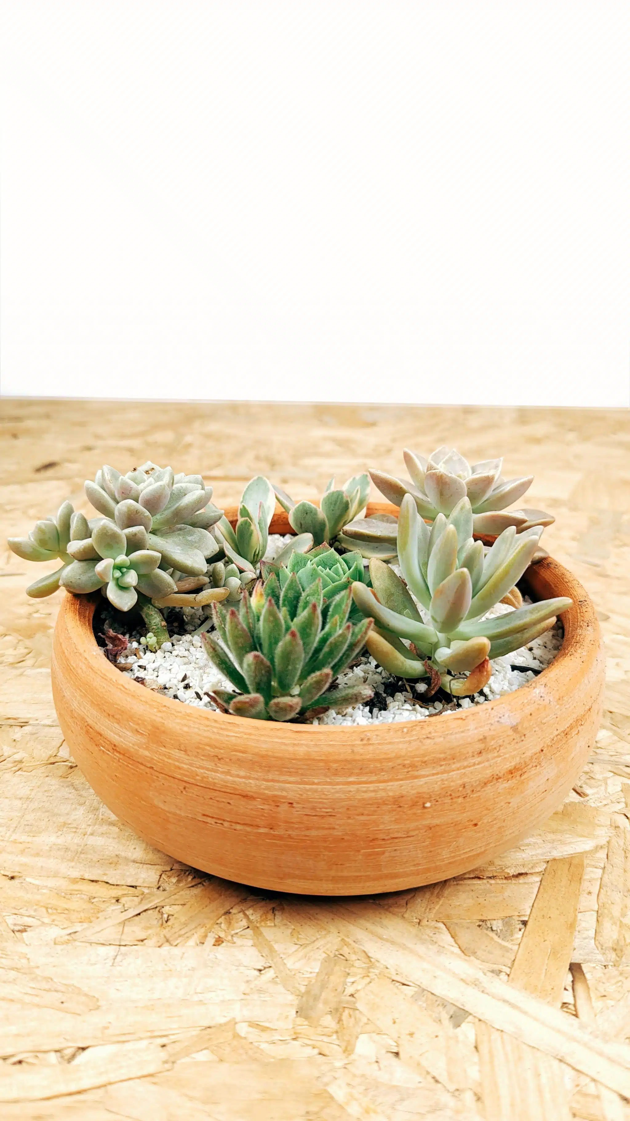 Jardín de suculentas | 20cm - Imagen 4