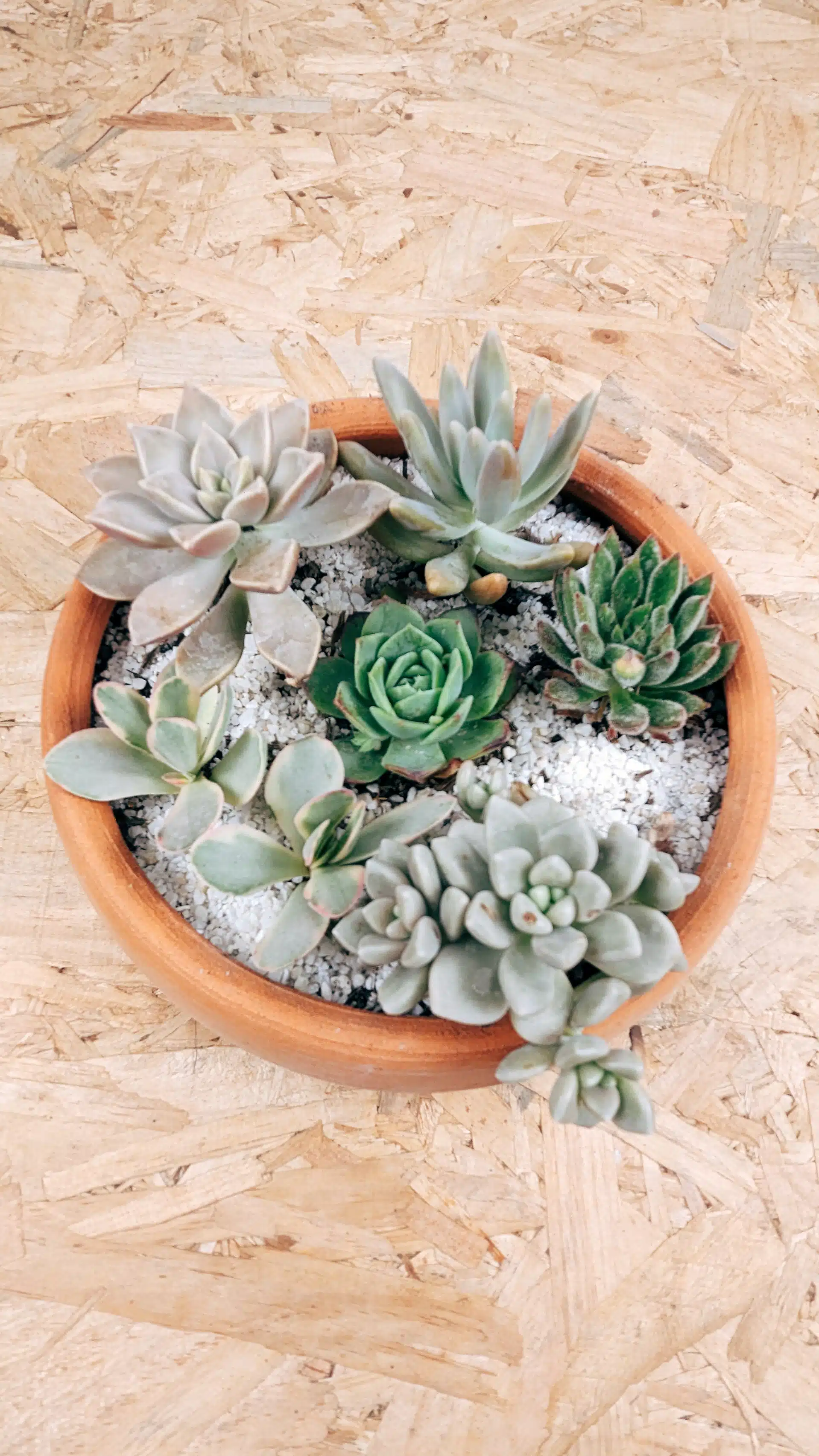 Jardín de suculentas | 20cm - Imagen 2