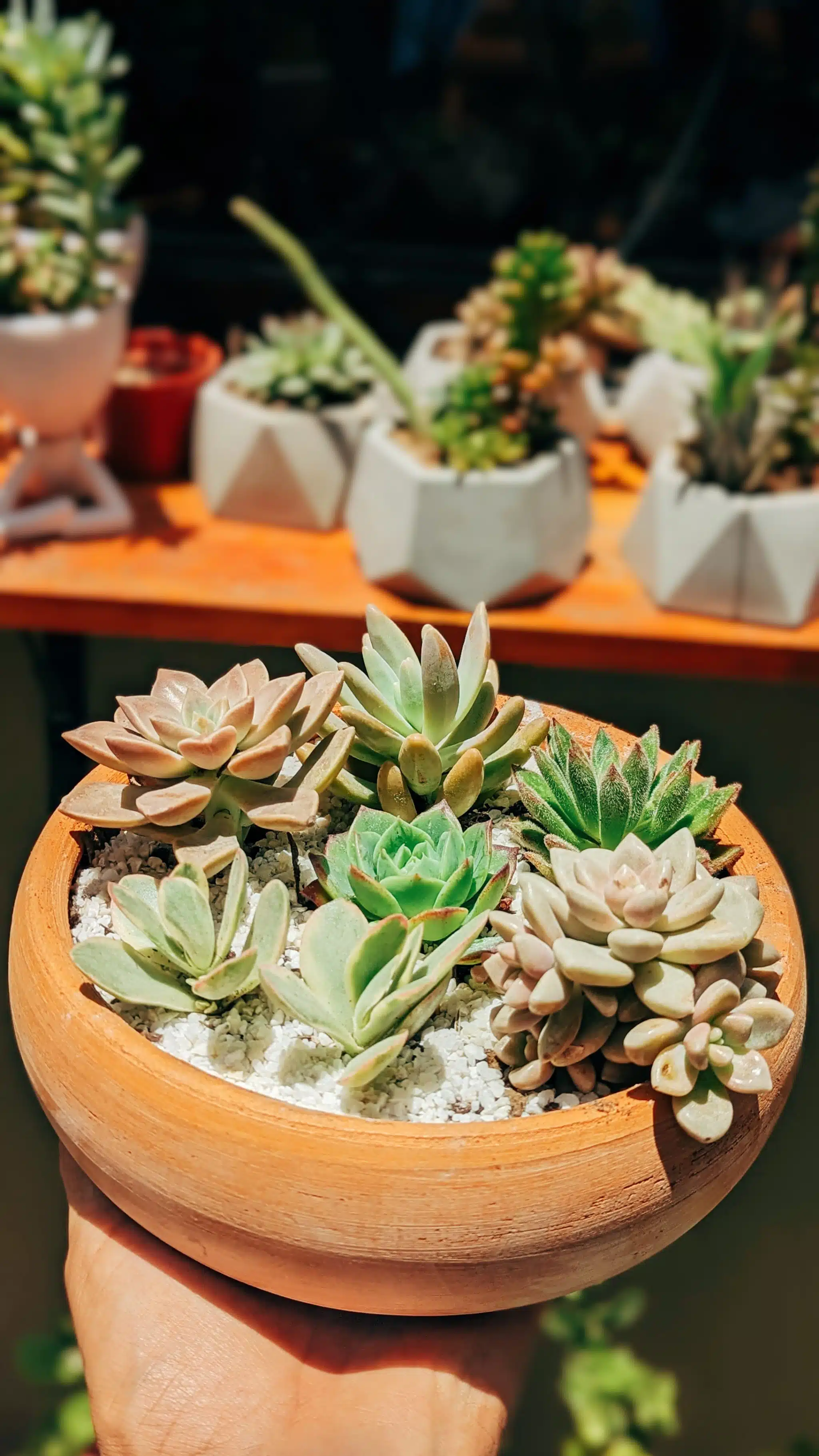 Jardín de suculentas | 20cm - Imagen 3