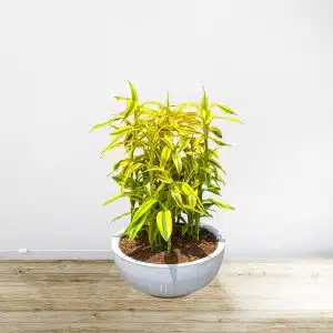 Alternative view of Lucky Bamboo | 50 cm