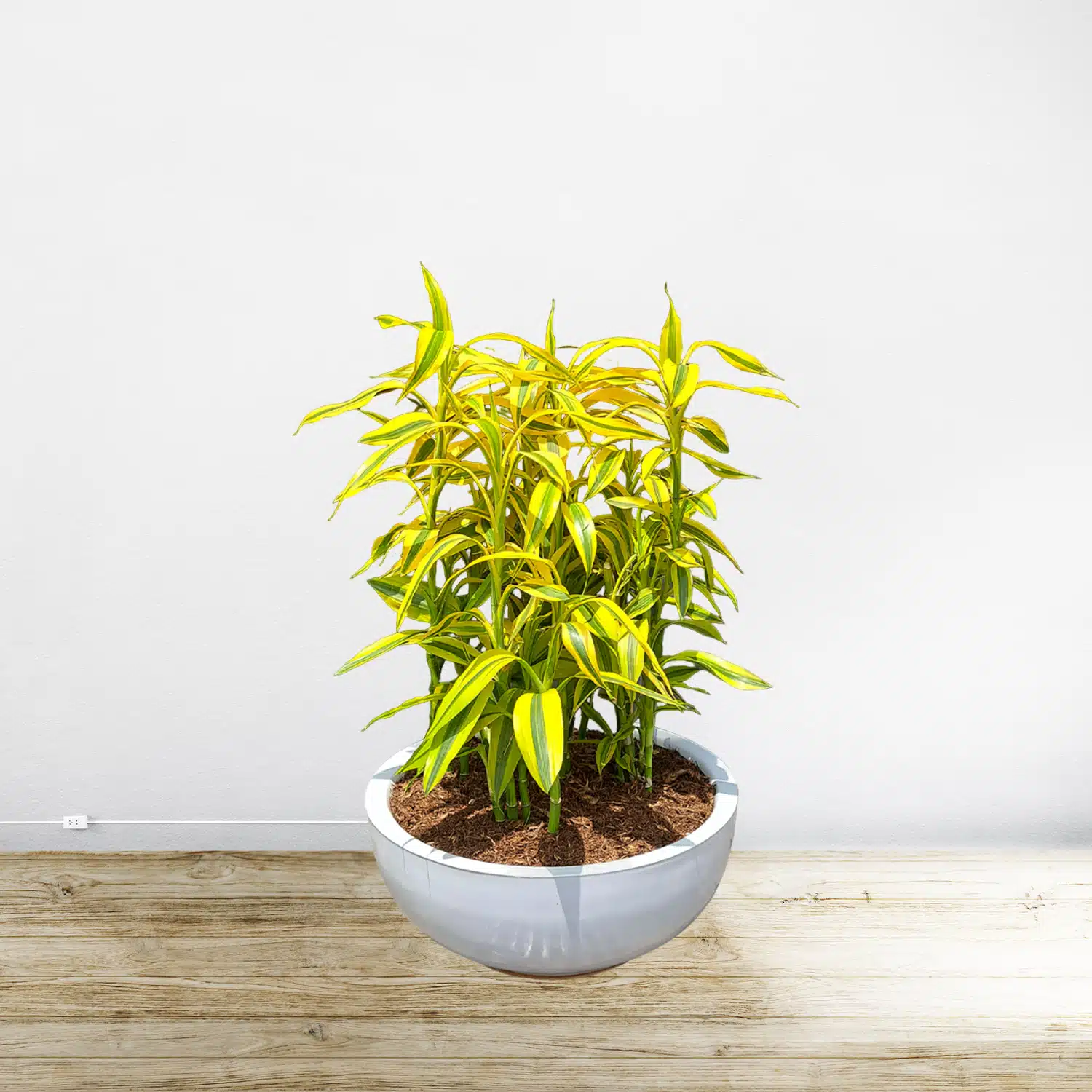 Lucky Bamboo | 50 cm - Imagen 2