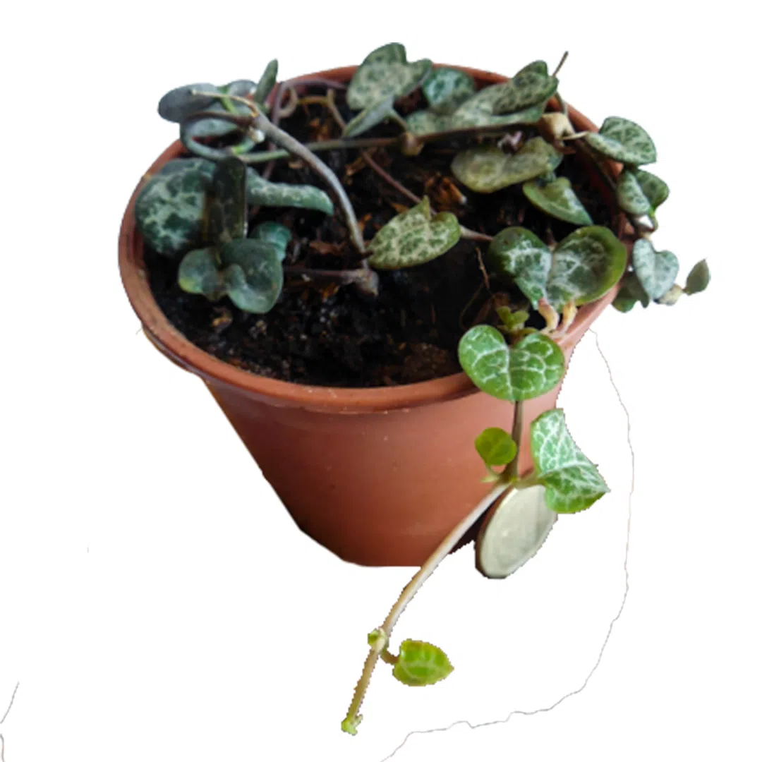 Ceropegia woodii o Cadena de corazones | 8cm
