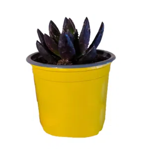 Echeveria Black Knight | 12 cms