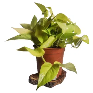 Pothos neón o limón | 30 cms