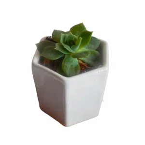 Recuerdos para eventos | 7 cms