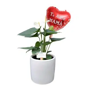 ANTURIO BLANCO + GLOBO | 35cm