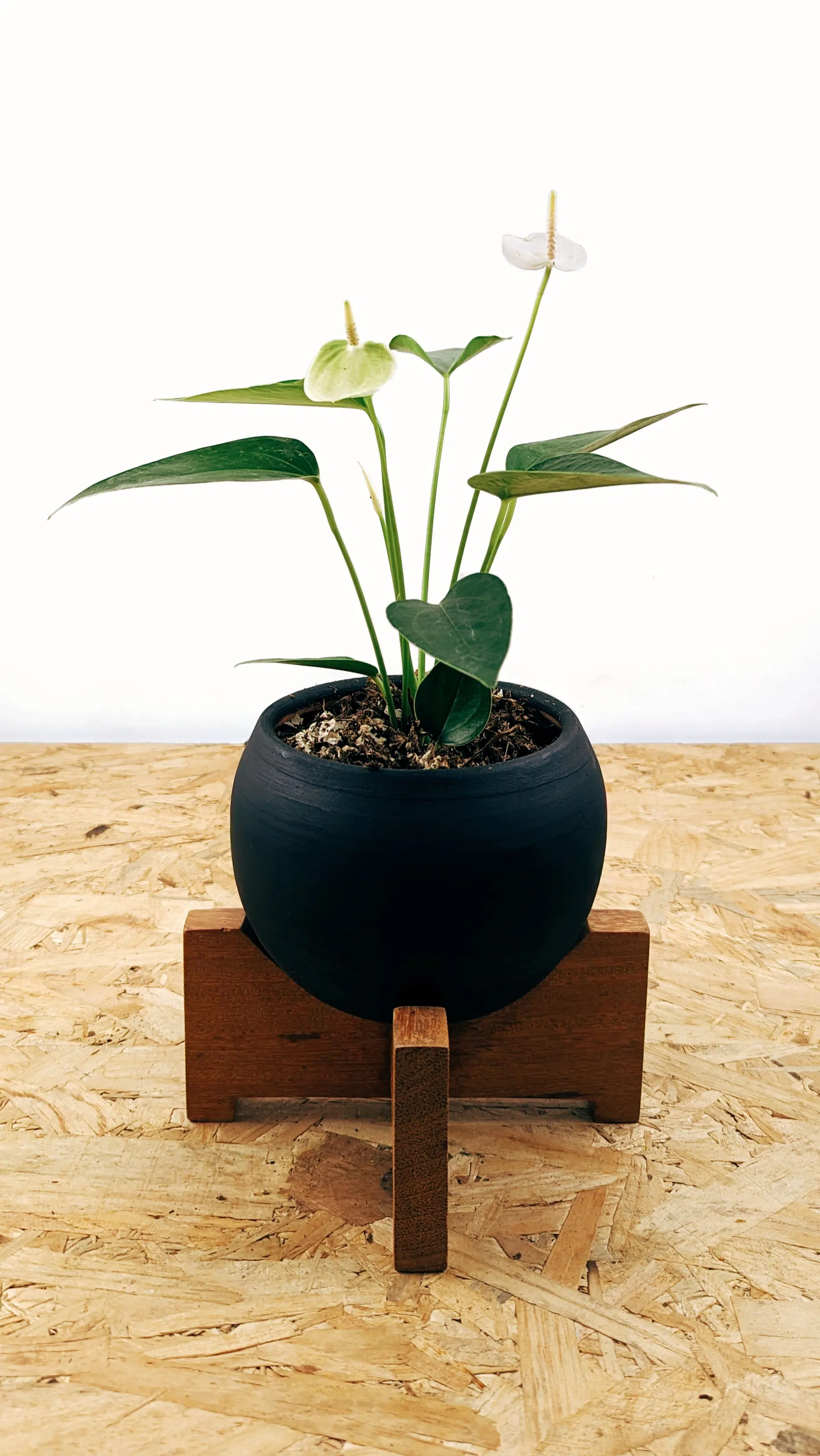 Planta Anturio + maceta cerámica y parante | 30cm - Imagen 3