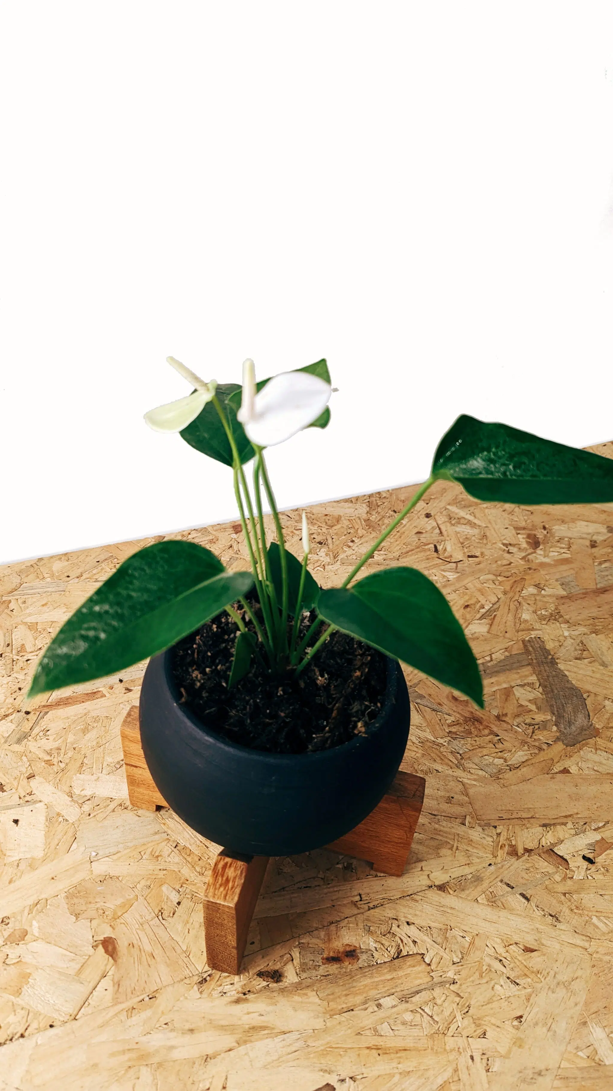 Planta Anturio + maceta cerámica y parante | 30cm - Imagen 2