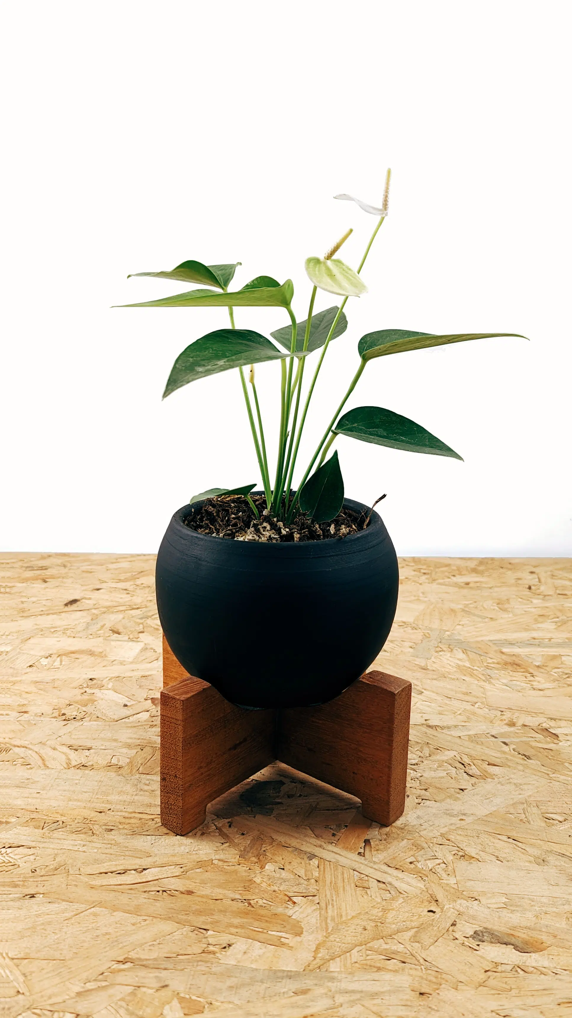 Planta Anturio + maceta cerámica y parante | 30cm