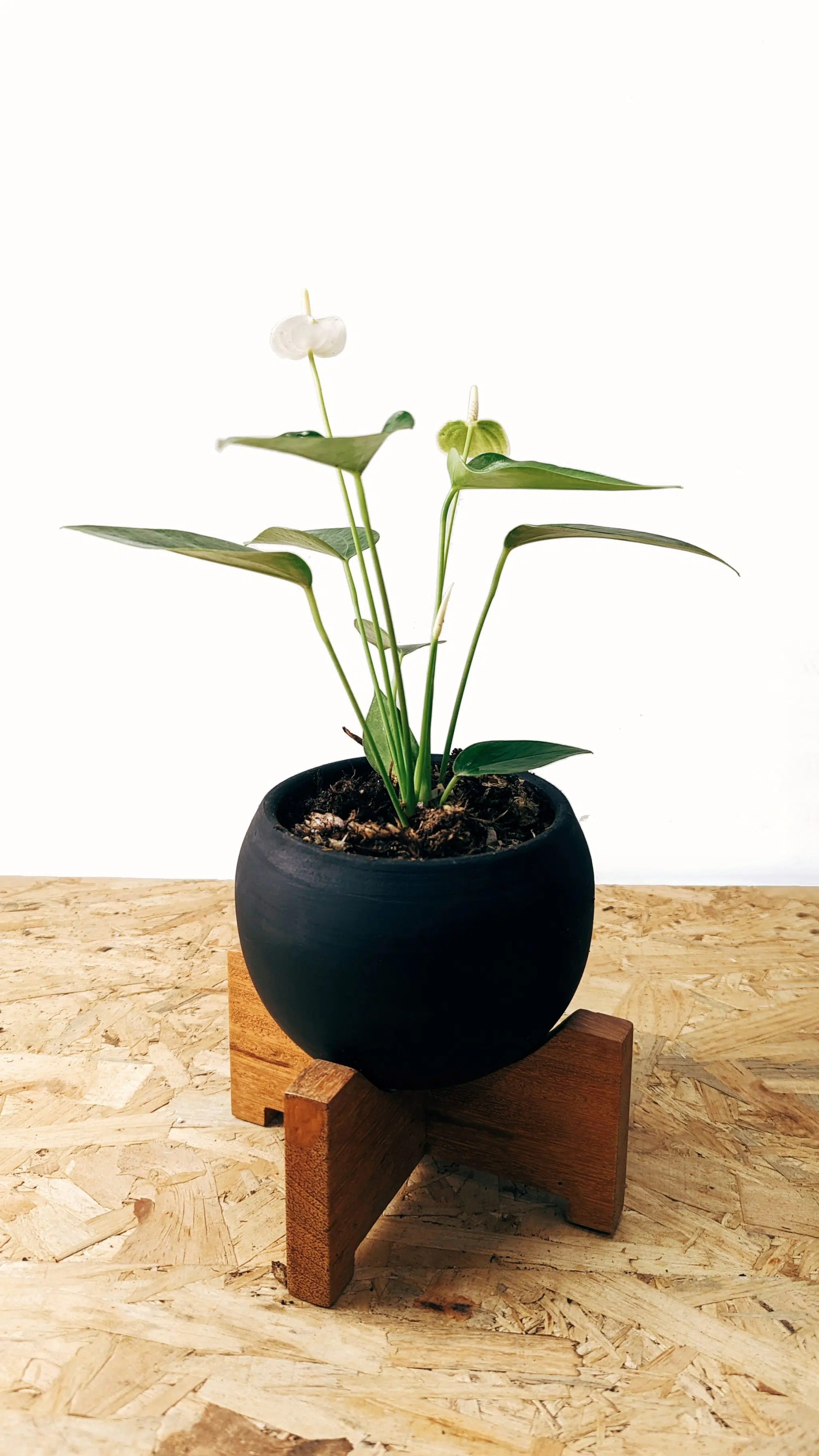 Planta Anturio + maceta cerámica y parante | 30cm - Imagen 4