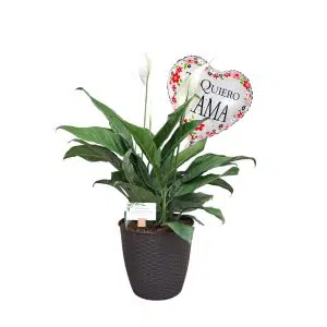 Espatifilio + Maceta de pvc + Globo + Dedicatoria | 50cm
