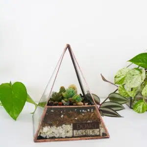 Domo Terrario Giza | 16cm