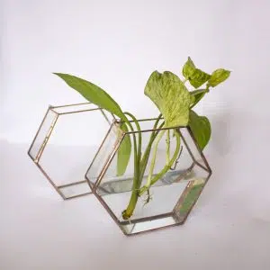Boa variegata (Epipremnum aureum) + Domo Hídrico Hexagonal | 15.5 cm