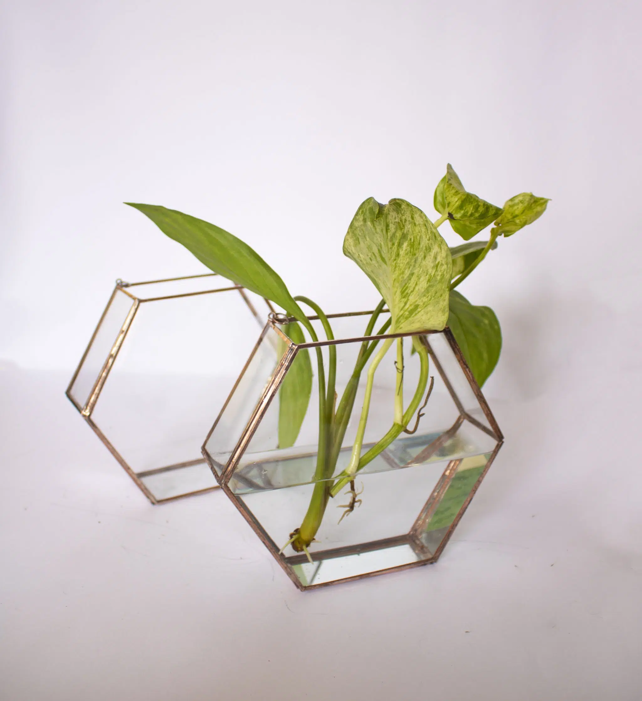 Boa variegata (Epipremnum aureum) + Domo Hídrico Hexagonal | 15.5 cm