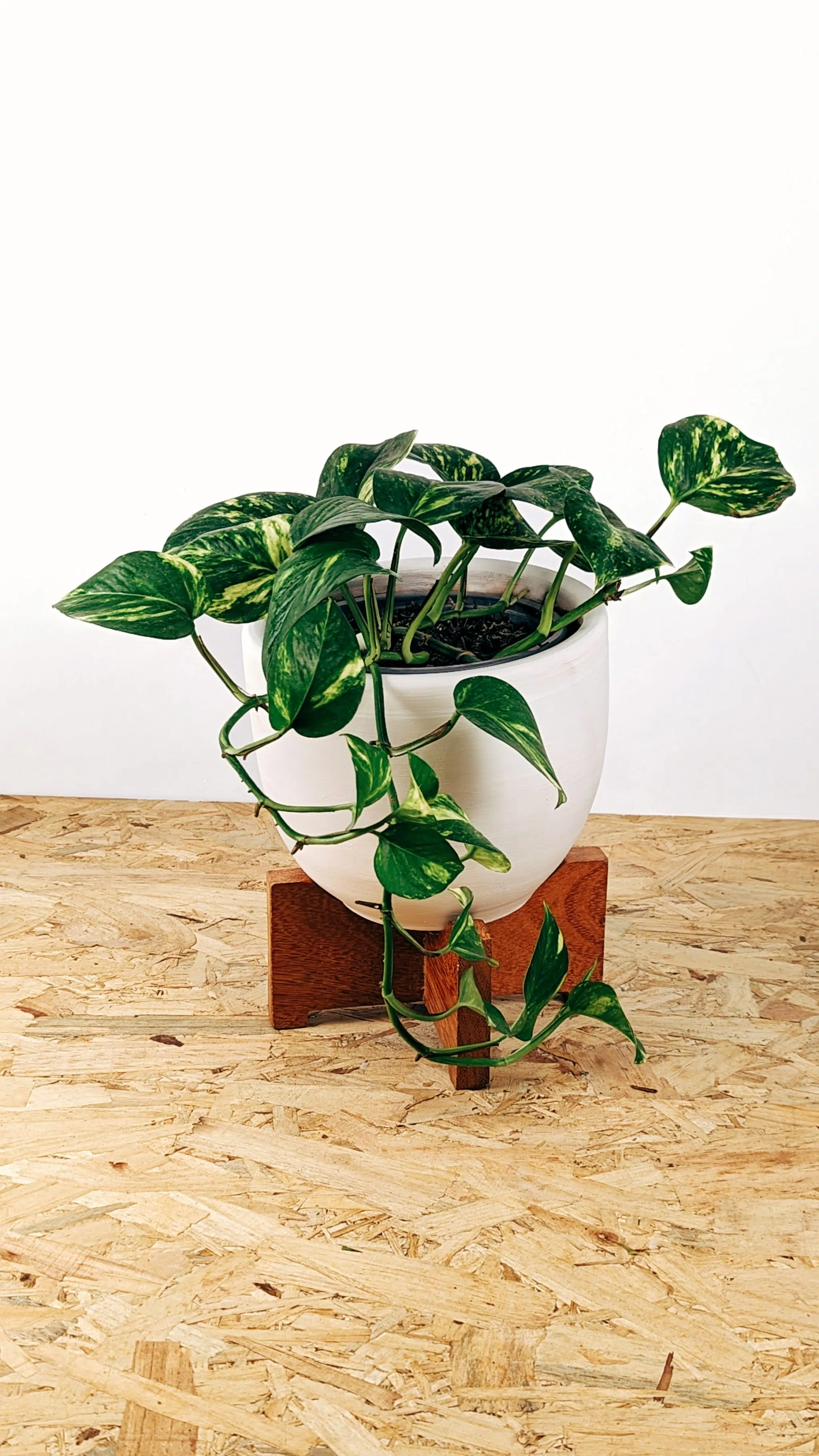 Regalo Planta + maceta cerámica blanca | 25cm - Imagen 6