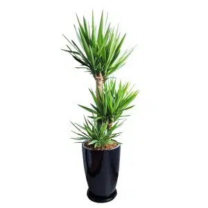 Yucca Elephantipes + Maceta Malva Negro | 1.60 mts
