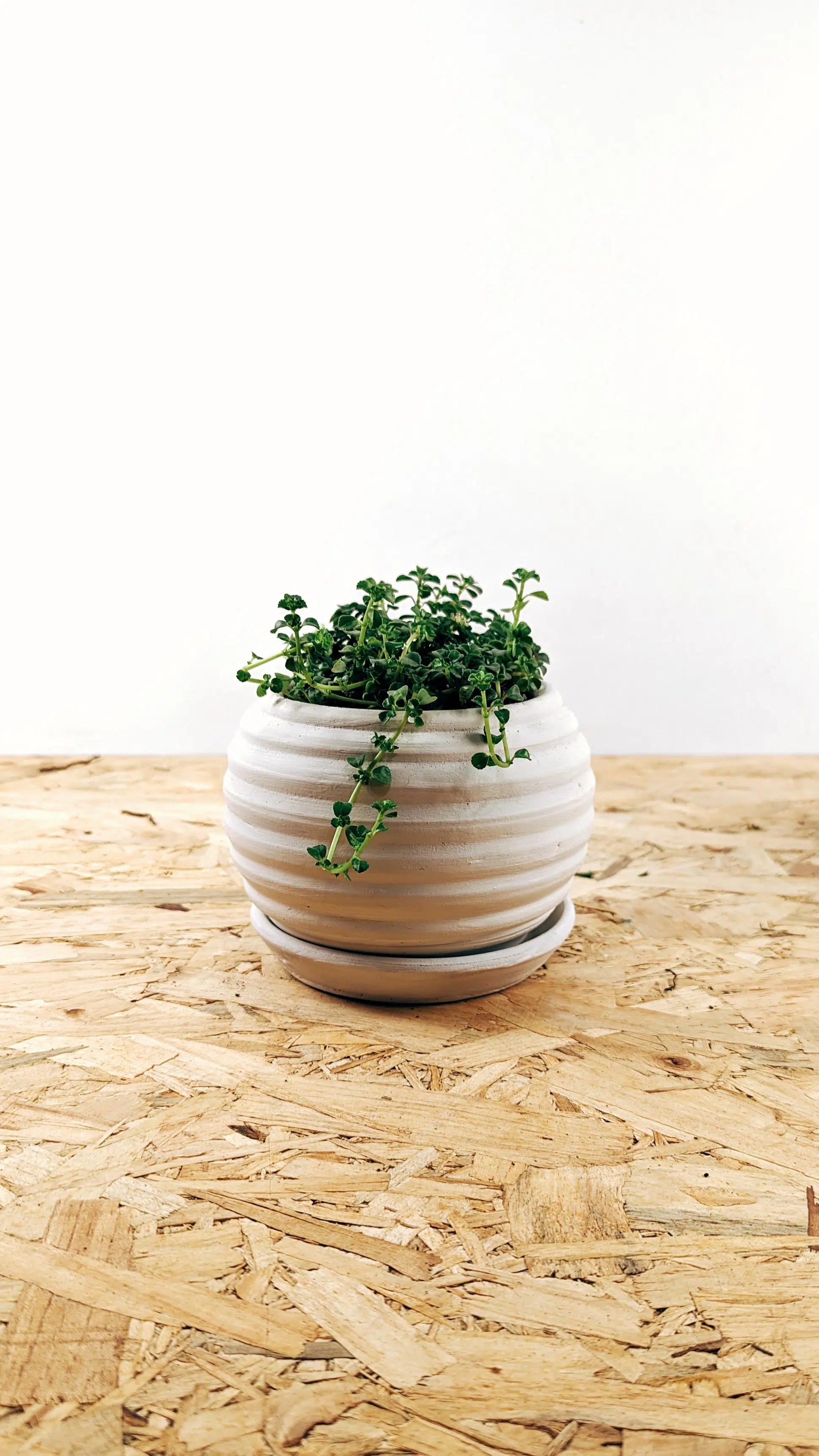 Regalo Planta + maceta cerámica blanca | 25cm - Imagen 4