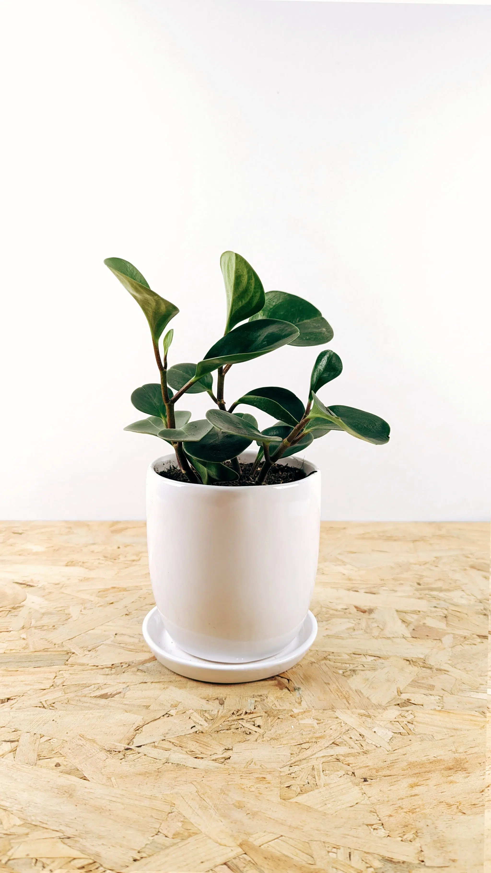 Regalo Planta + maceta cerámica blanca | 25cm - Imagen 7
