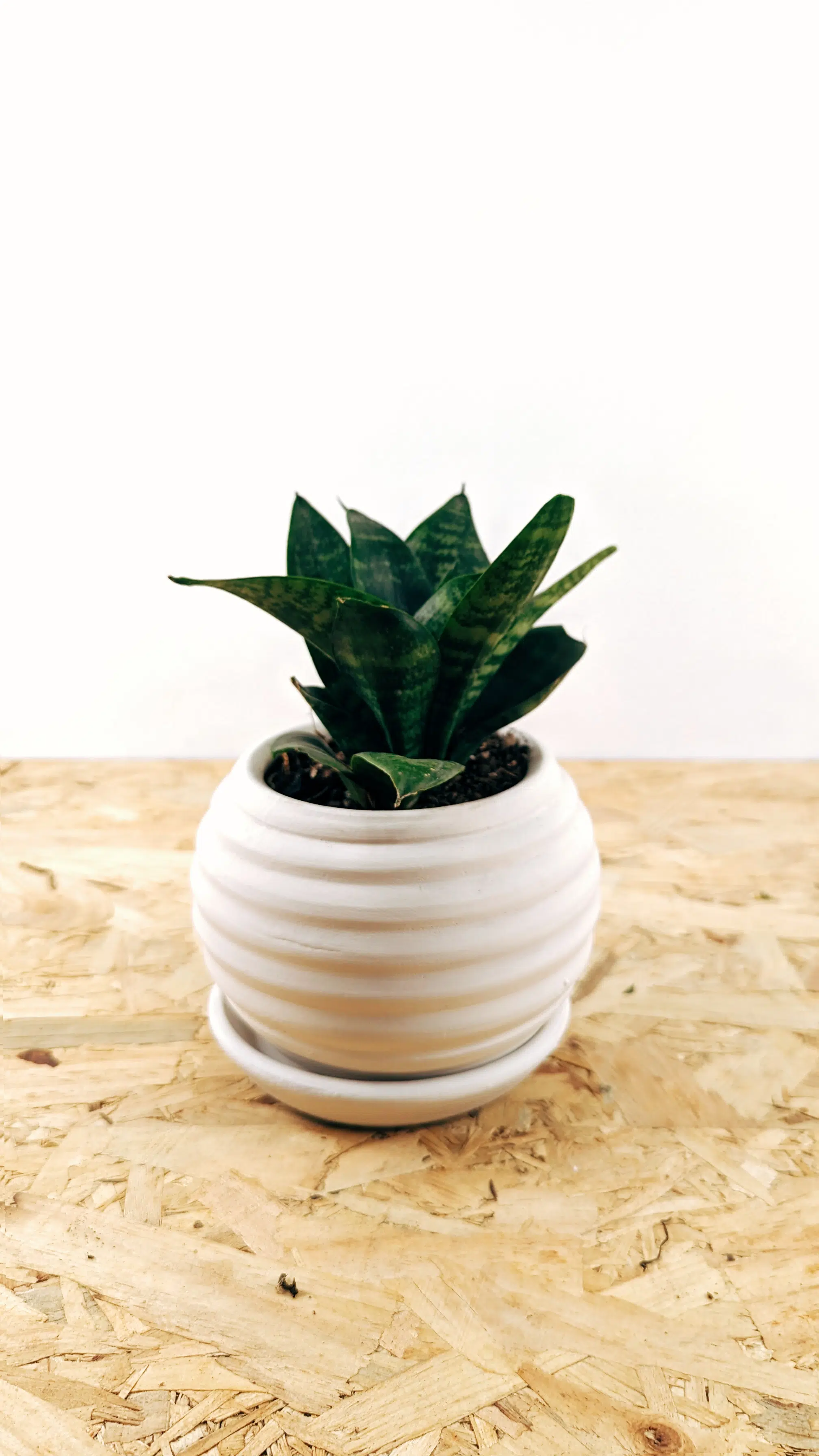 Regalo Planta + maceta cerámica blanca | 25cm - Imagen 5