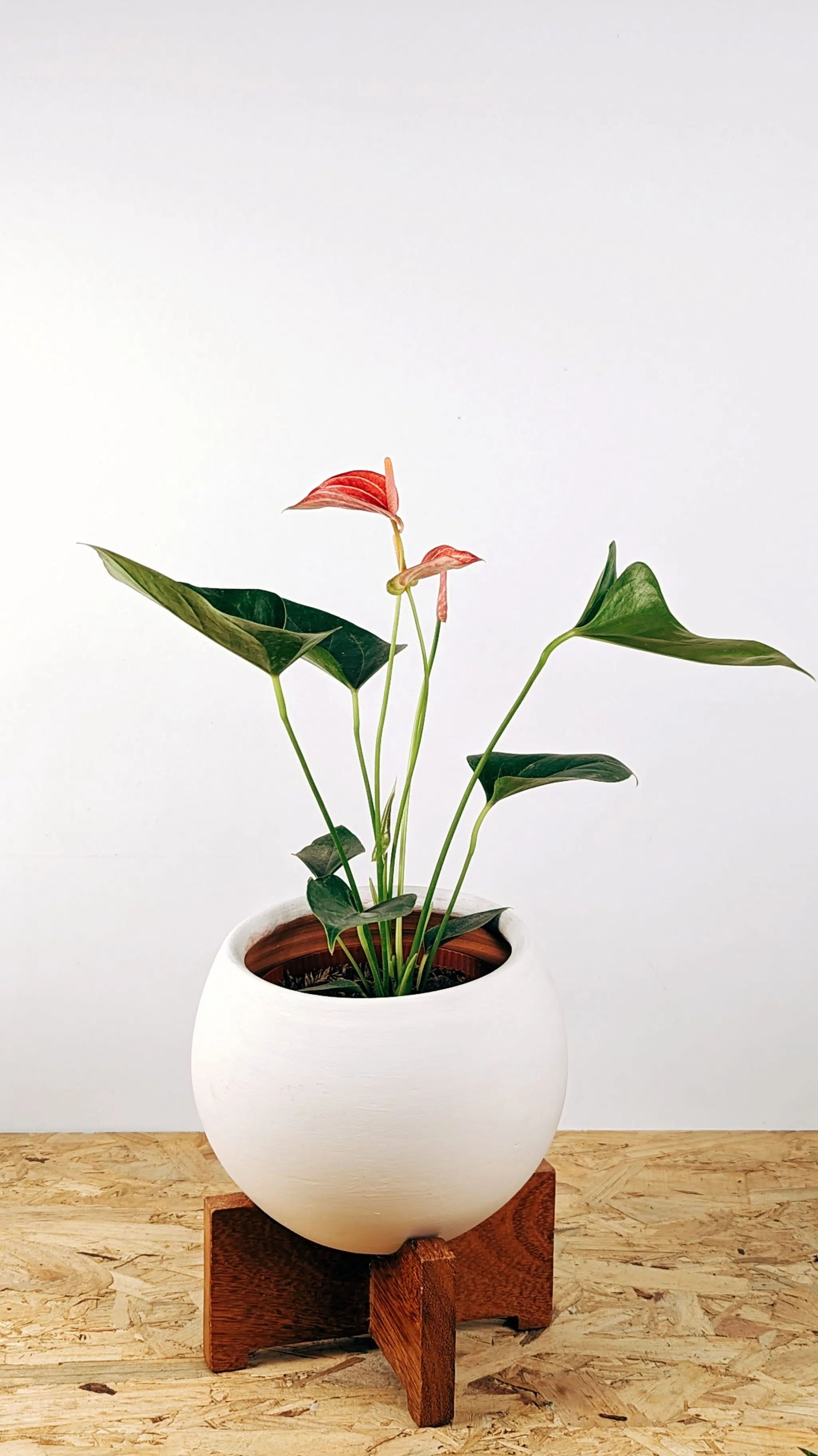 Planta Anturio + maceta + parante | 50cm - Imagen 3