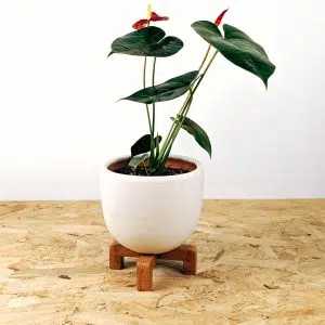 Alternative view of Planta Anturio + maceta + parante | 50cm