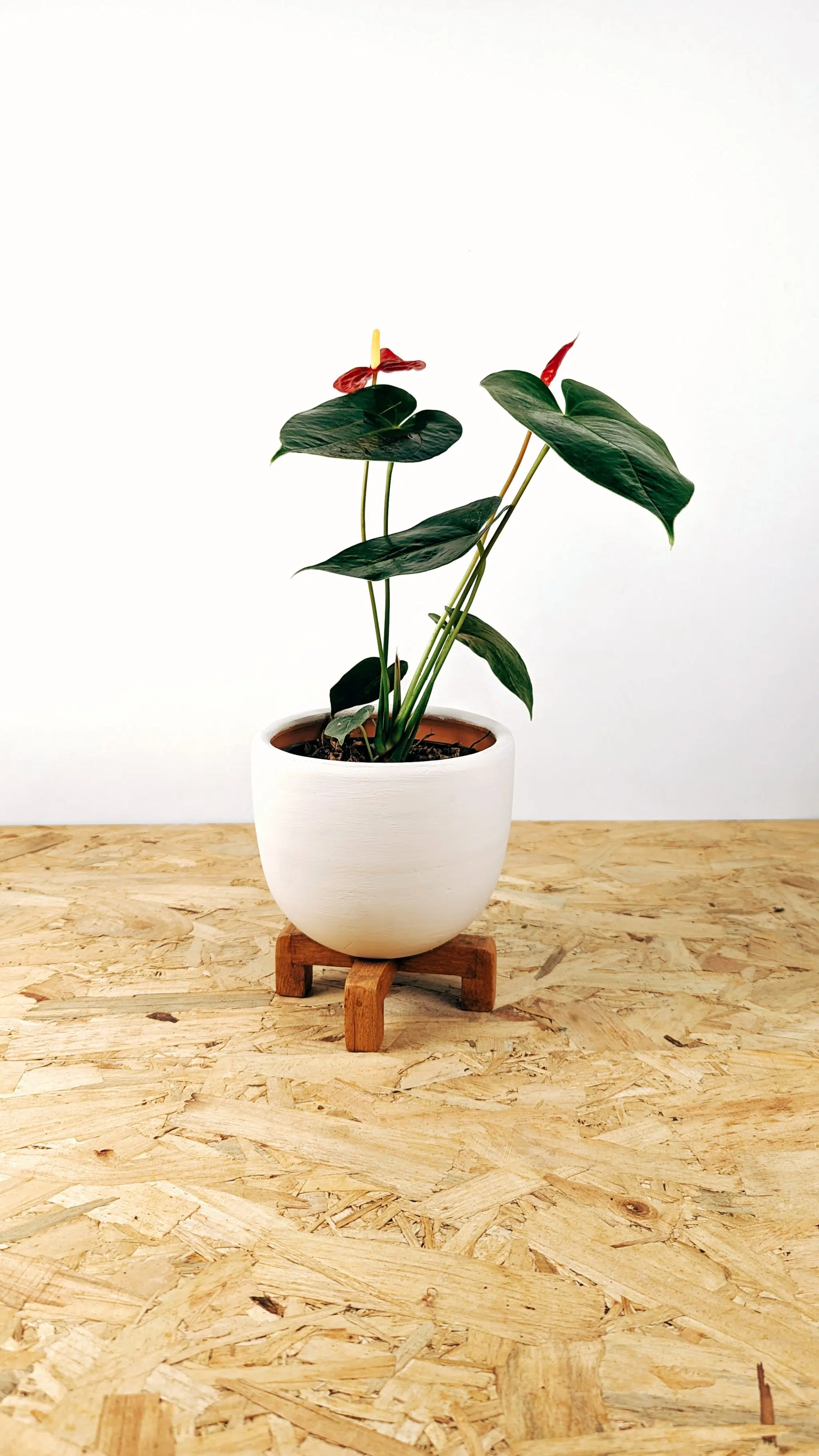 Planta Anturio + maceta + parante | 50cm - Imagen 2