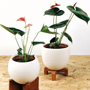 Planta Anturio + maceta + parante | 50cm