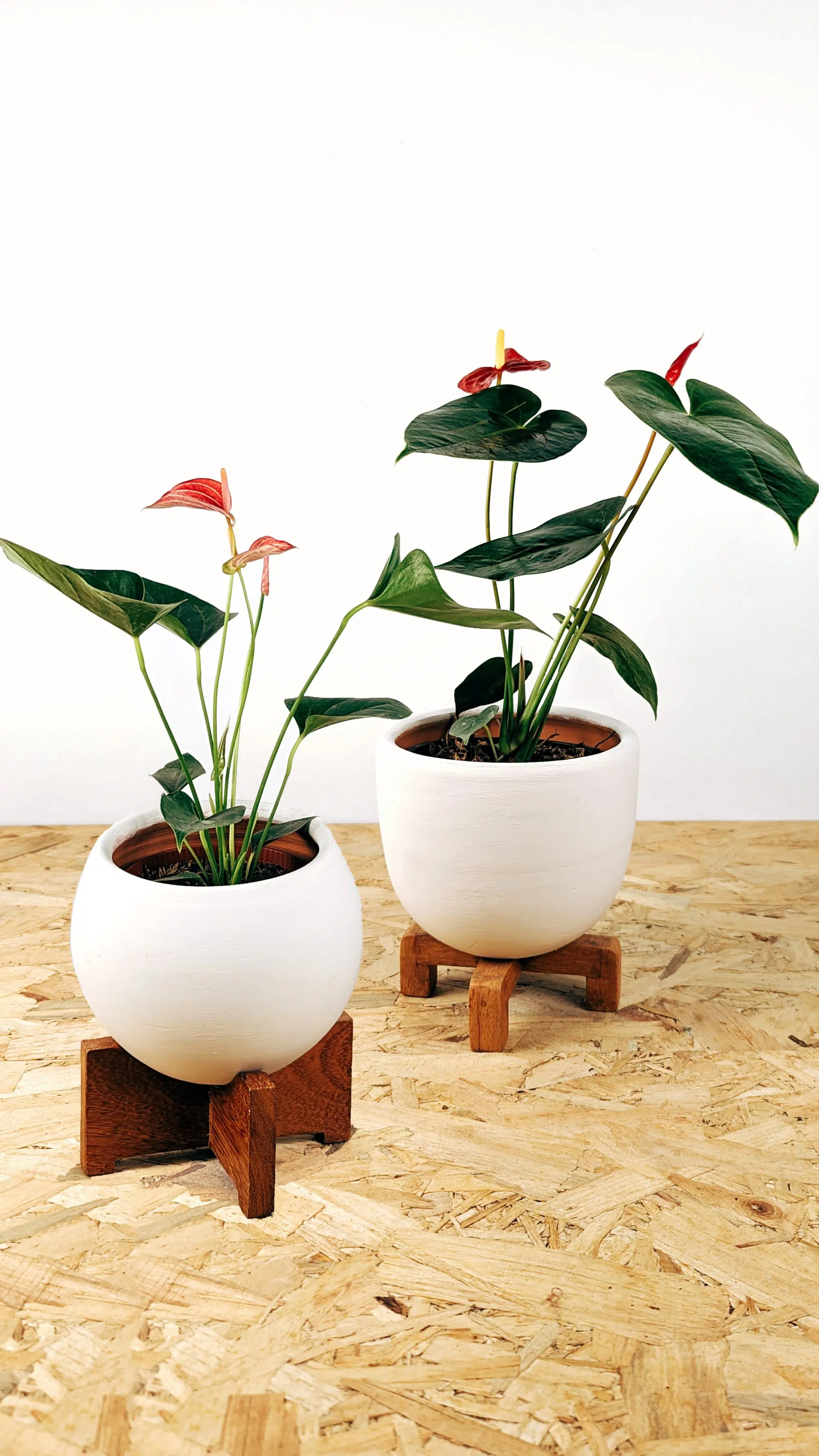 Planta Anturio + maceta + parante | 50cm