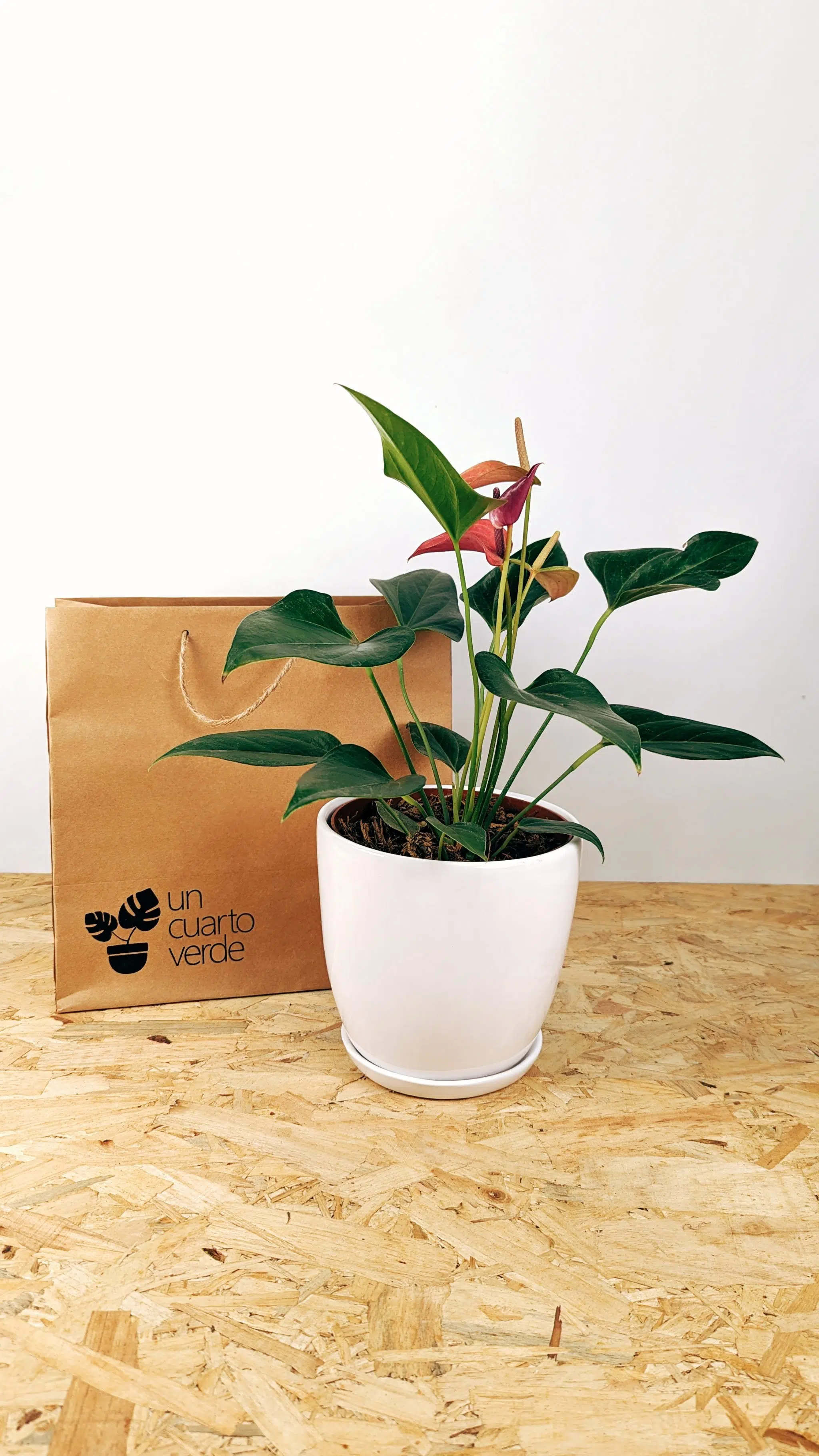Planta Anturio + maceta cerámica blanca | 30-50cm - Imagen 2