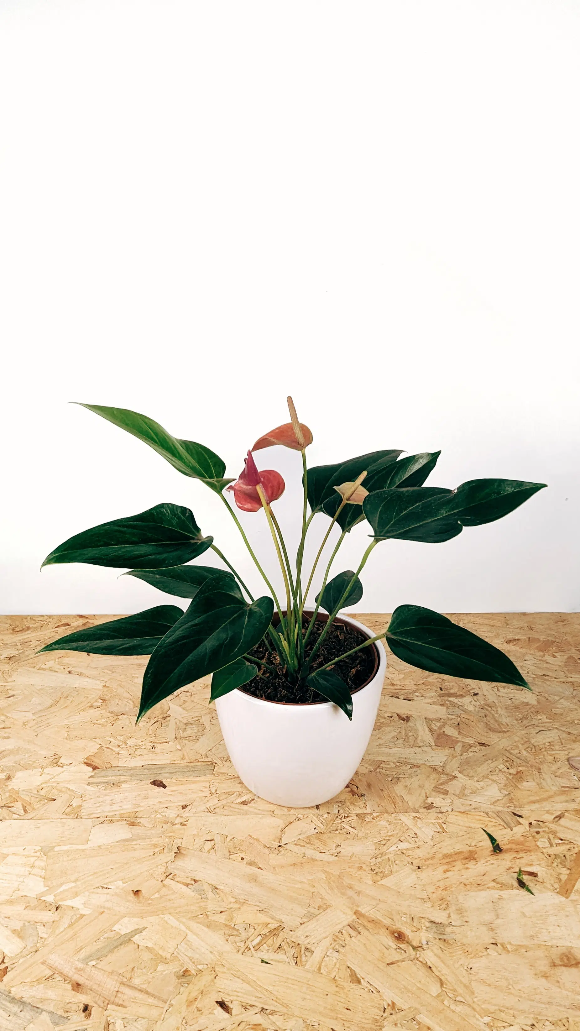 Planta Anturio + maceta cerámica blanca | 30-50cm - Imagen 4