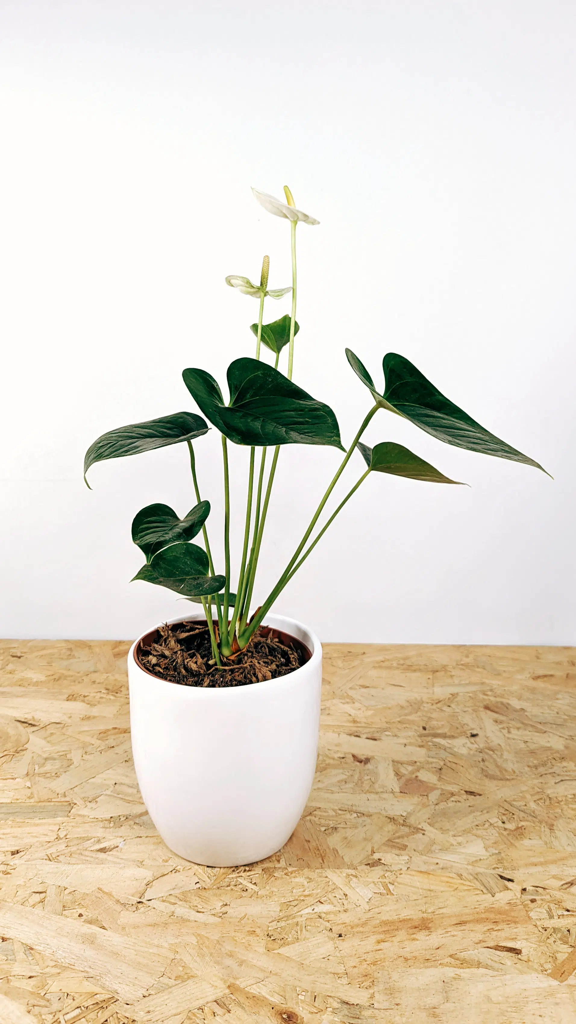 Planta Anturio + maceta cerámica blanca | 30-50cm - Imagen 3