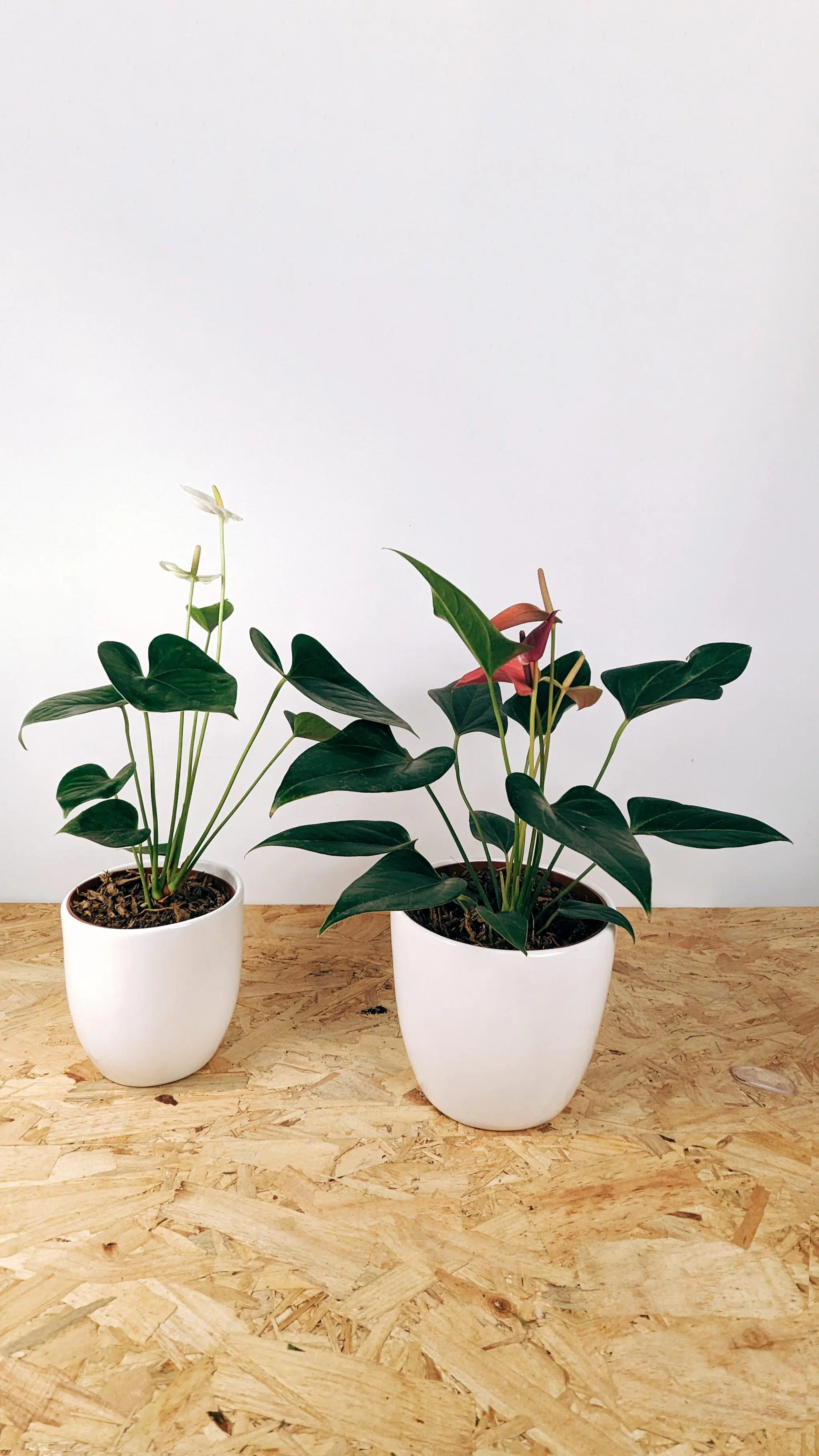 Planta Anturio + maceta cerámica blanca | 30-50cm