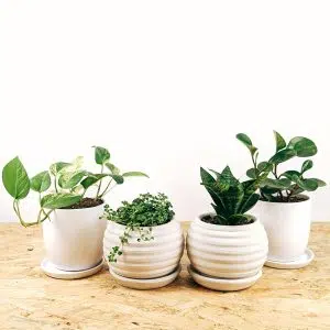 Regalo Planta + maceta cerámica blanca | 25cm