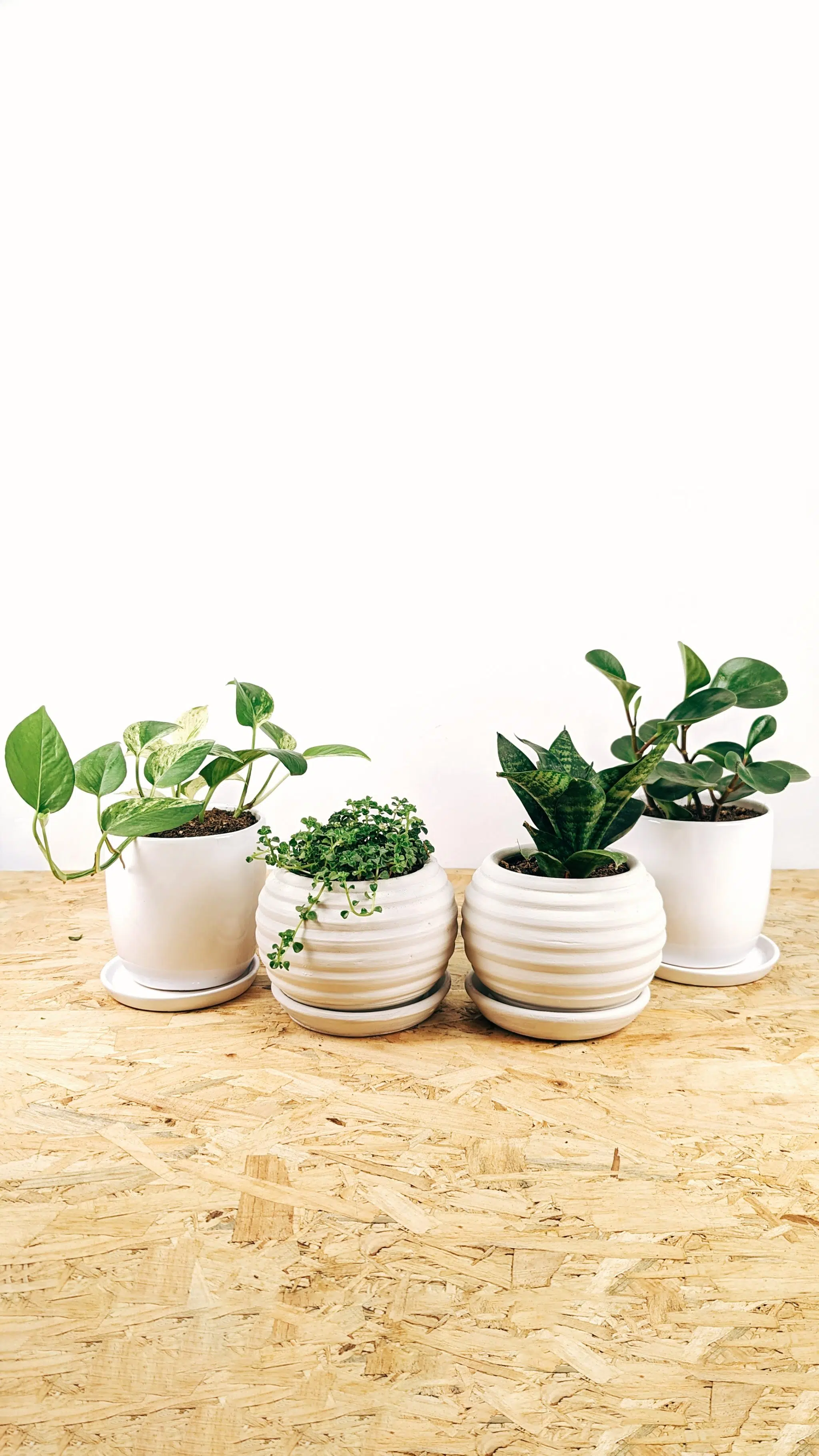 Regalo Planta + maceta cerámica blanca | 25cm