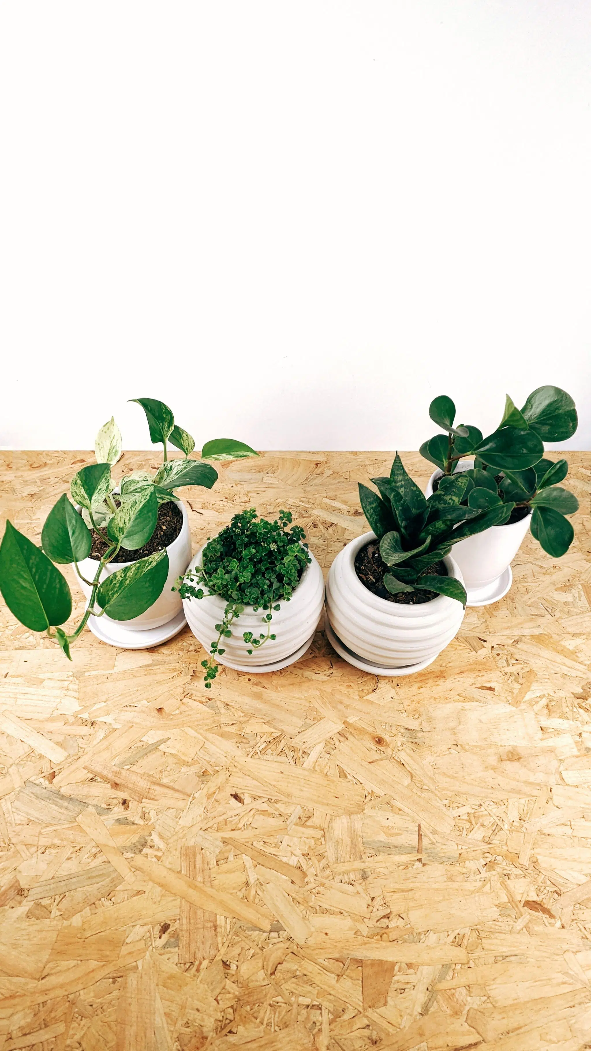 Regalo Planta + maceta cerámica blanca | 25cm - Imagen 3