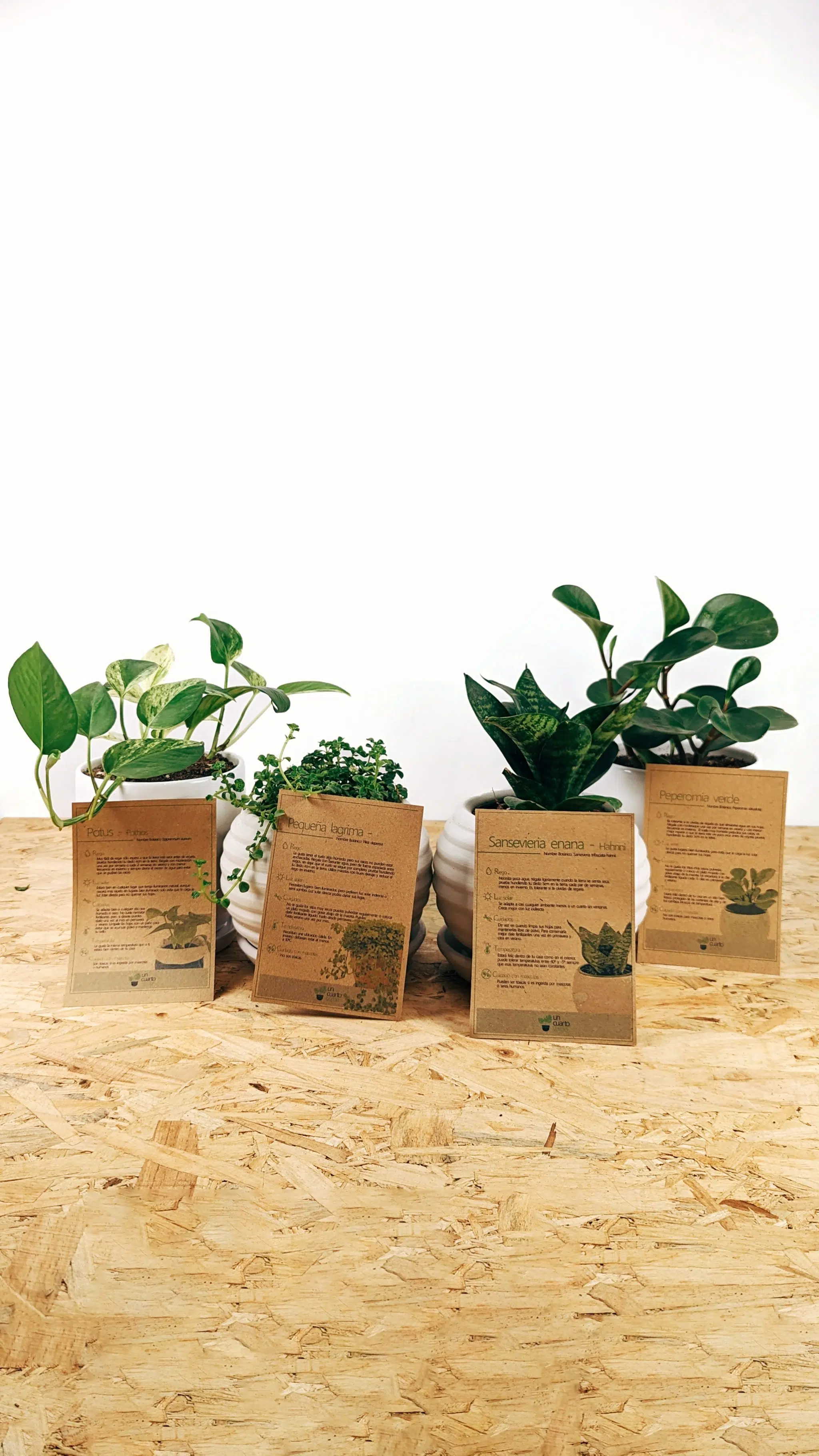 Regalo Planta + maceta cerámica blanca | 25cm - Imagen 2