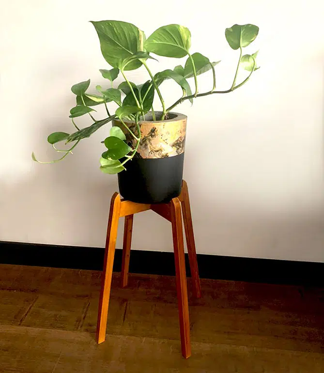JUEGO VERSALLES (Planta Pothus + Parante + Maceta) | 80cm - Imagen 2
